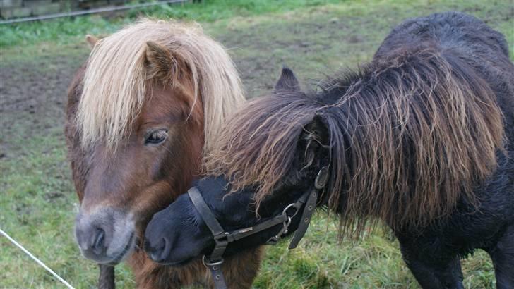 Shetlænder Julius  billede 4