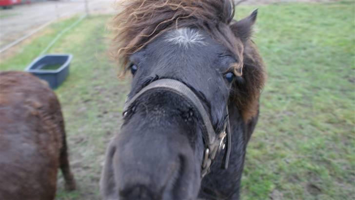 Shetlænder Julius  billede 5
