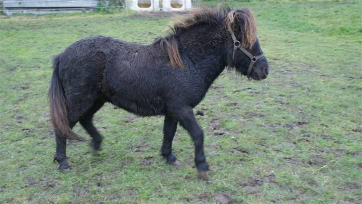 Shetlænder Julius  billede 6