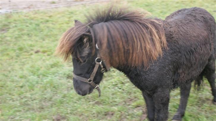 Shetlænder Julius  billede 7