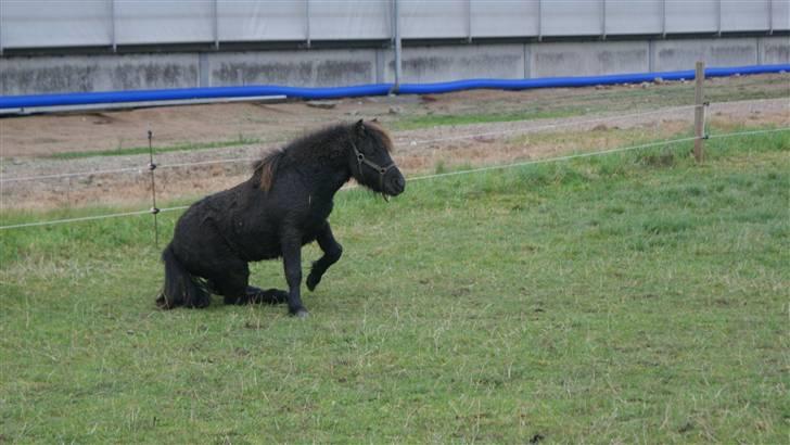 Shetlænder Julius  billede 8