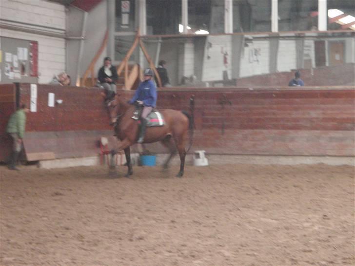 Oldenborg Sultan  - 7/11- 09  billede 9