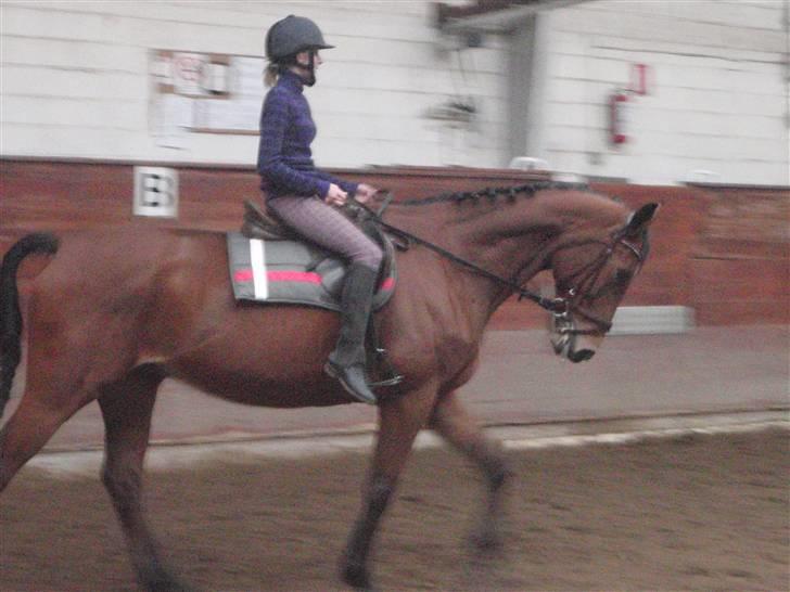 Oldenborg Sultan  - 7/11- 09  resten af billederne ligger i fotoalbum :b billede 11