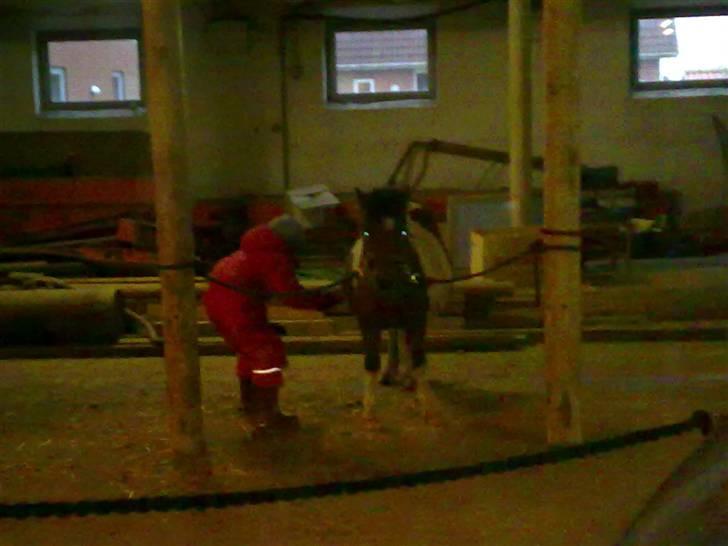 Anden særlig race Bella ( solgt ) - her er så min 2½ dags passer, som strigler mig, hvor jeg bare nyder. billede 9