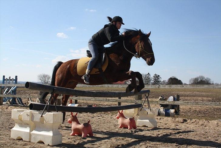 Welsh Cob (sec D) Rambo. - Springer ca. 1 meter i horsemanship grime :i jeg elsker dig basse :* billede 6