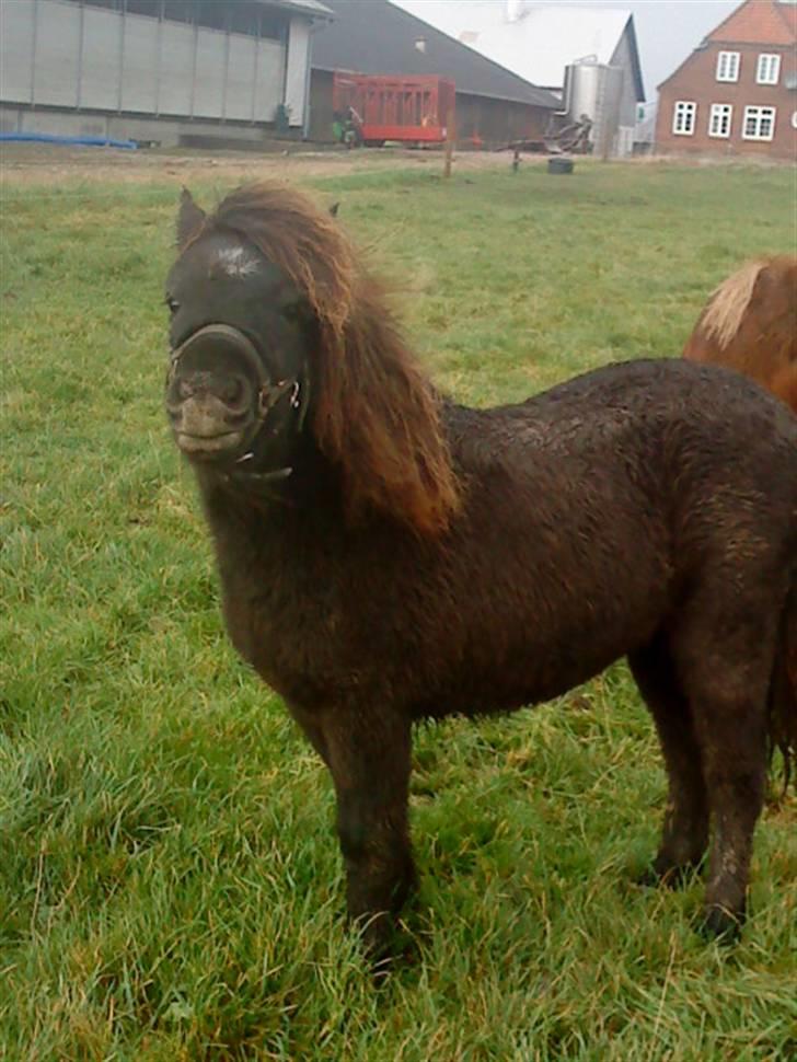 Shetlænder Julius  billede 9