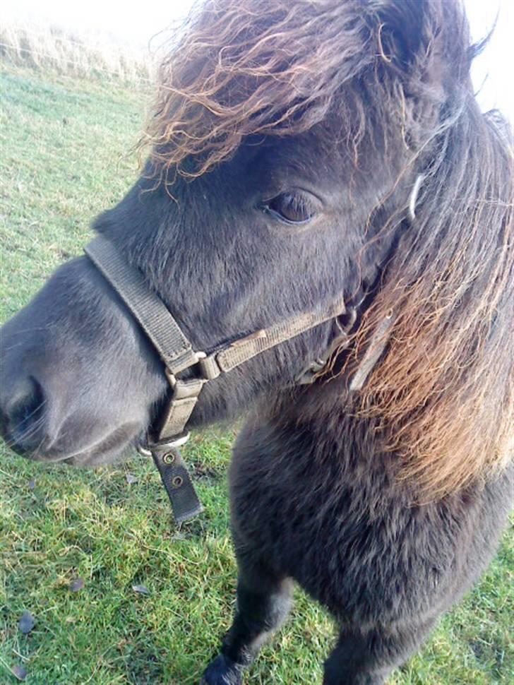 Shetlænder Julius  billede 10