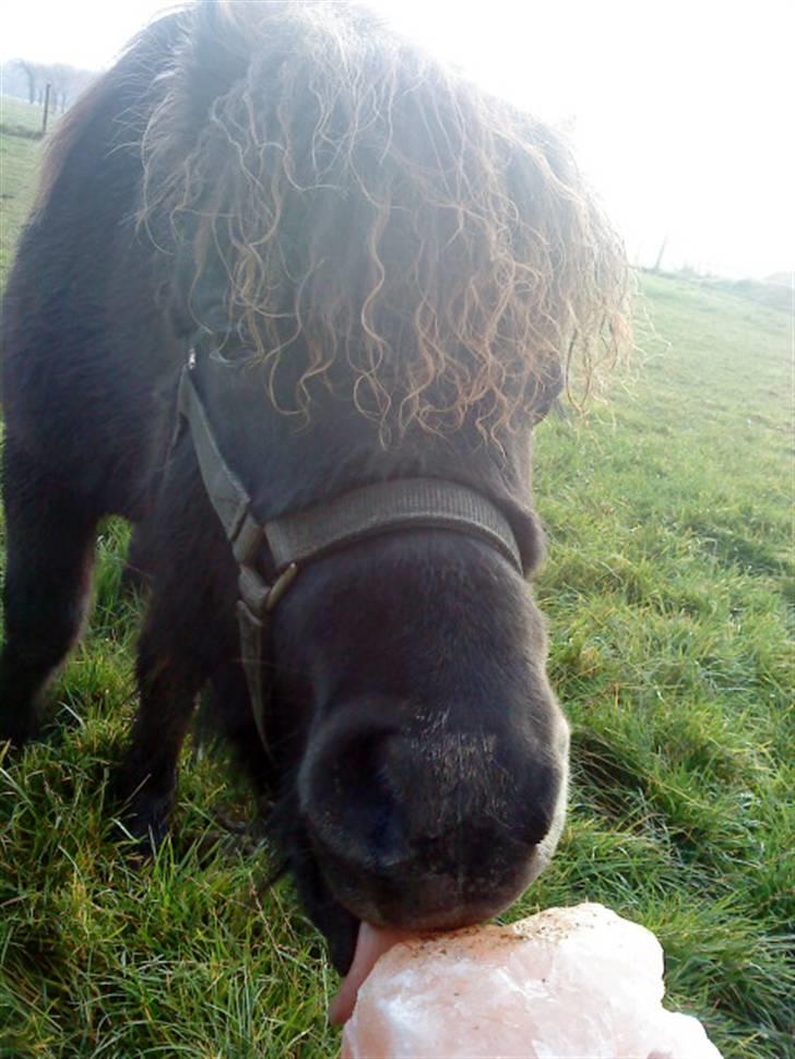 Shetlænder Julius  billede 11