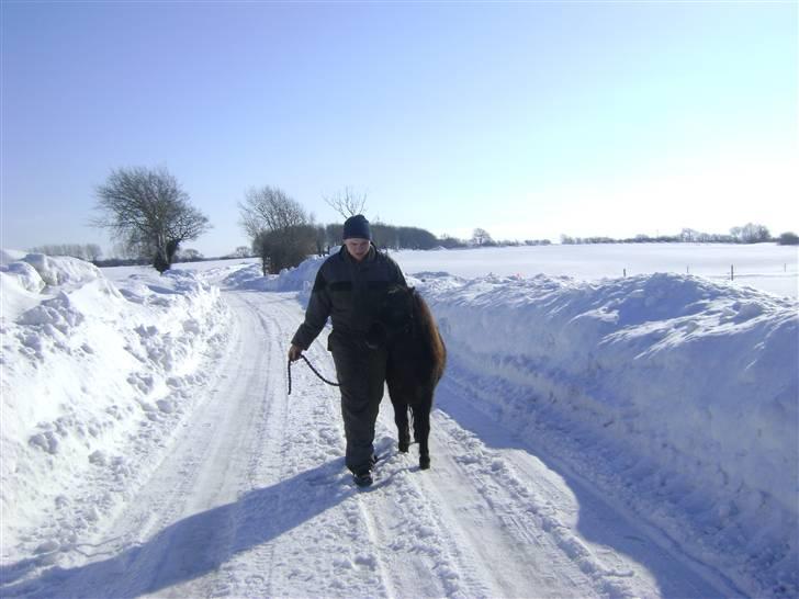 Shetlænder Julius  - HUGO OG JULIUS UDE OG GÅ :b billede 12