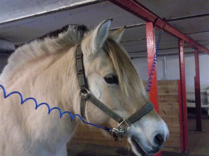 Fjordhest Nette <3 (mor til Molli) •himmelpony• - velkommen til Nette´s profil <3 billede 1