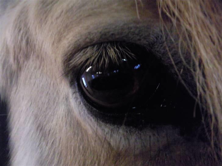 Fjordhest Nette <3 (mor til Molli) •himmelpony• - Nette´s smukke øje (: billede 2