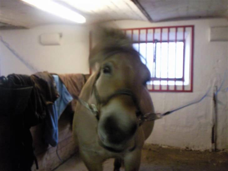 Fjordhest Nette <3 (mor til Molli) •himmelpony• - haha nette der ryster sig (: billede 3