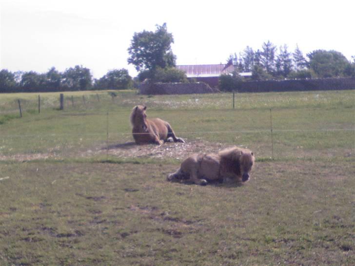 Miniature Elisa ( Eli ) billede 20