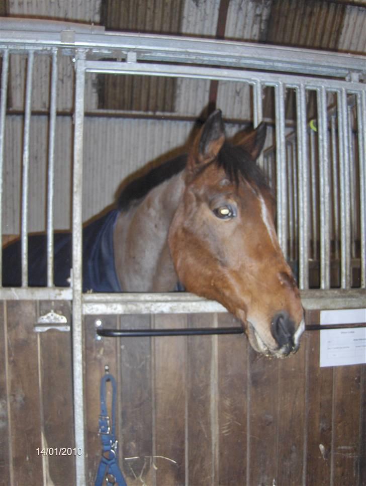 Anden særlig race Mister Gallon  - smukke billede 2