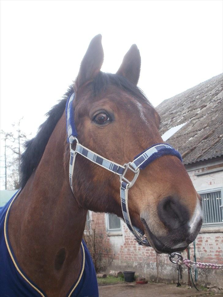 Anden særlig race Mister Gallon  - mad billede 3