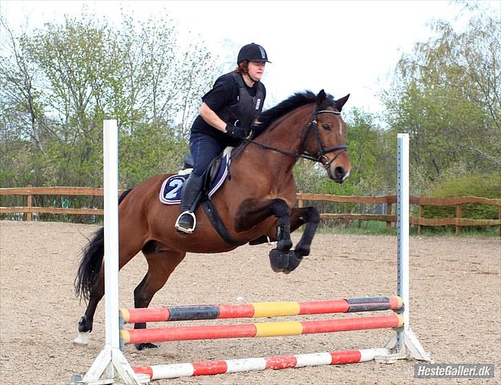 Anden særlig race Mister Gallon  - mig og gallon der springer pia L billede 4