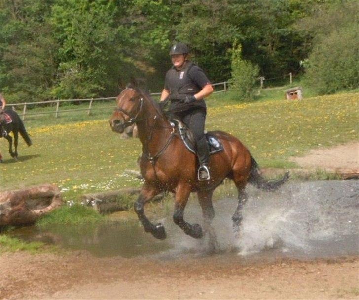 Anden særlig race Mister Gallon  - I vandet billede 7