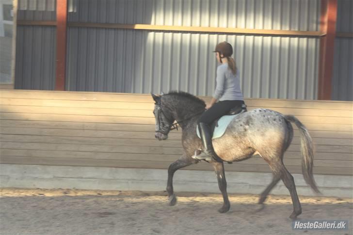 Knabstrupper Fresh Prince  - Lidt dressur fra efterårsferien, en af de første gange jeg rider ham! Foto: MCL-foto billede 2