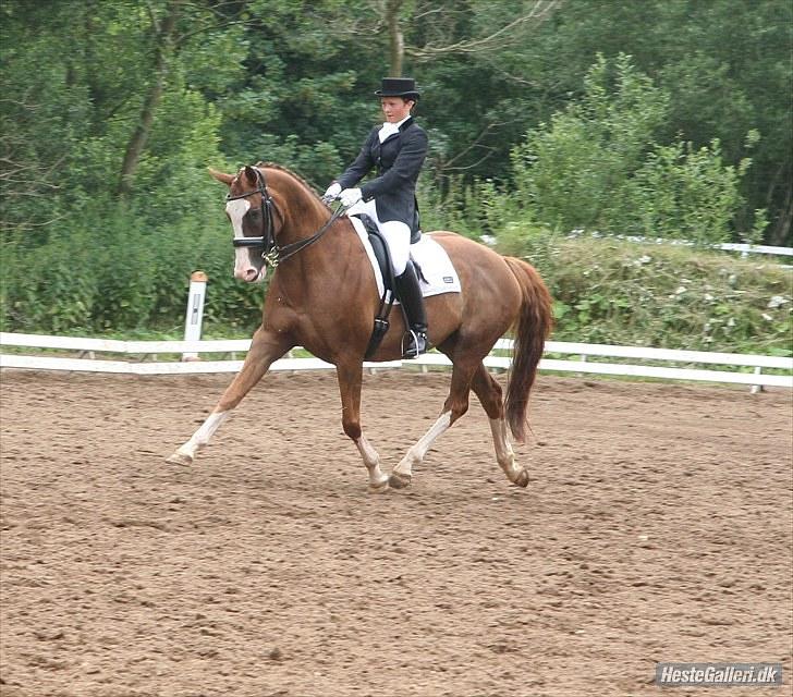 Dansk Varmblod *Lady Flight* GAGA billede 2