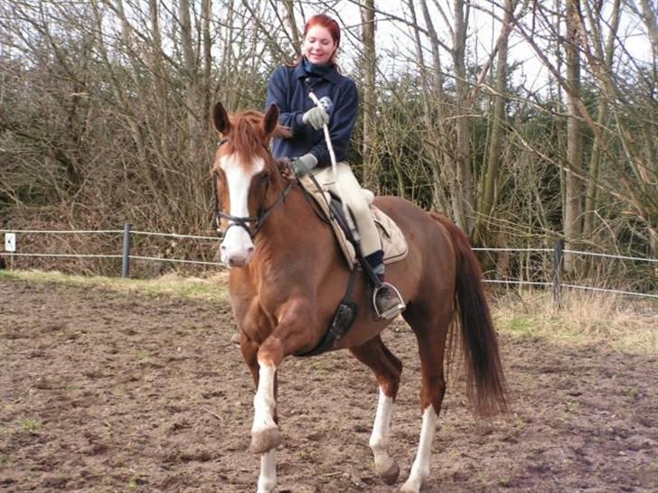 Dansk Varmblod *Lady Flight* GAGA - Heidi og Lady laver spanske skridt billede 3