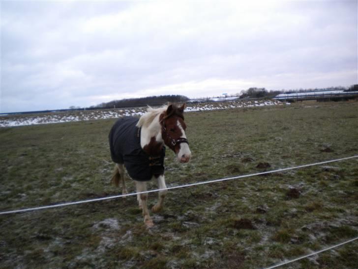 Pinto Sunshine (Savn) - igen igen billede 10