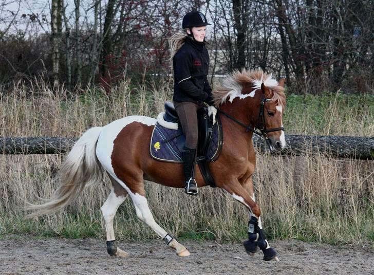 Pinto Indy Girl *solgt* - *11 Fuld gallop i den grad! foto: sissle Nyholm? billede 11