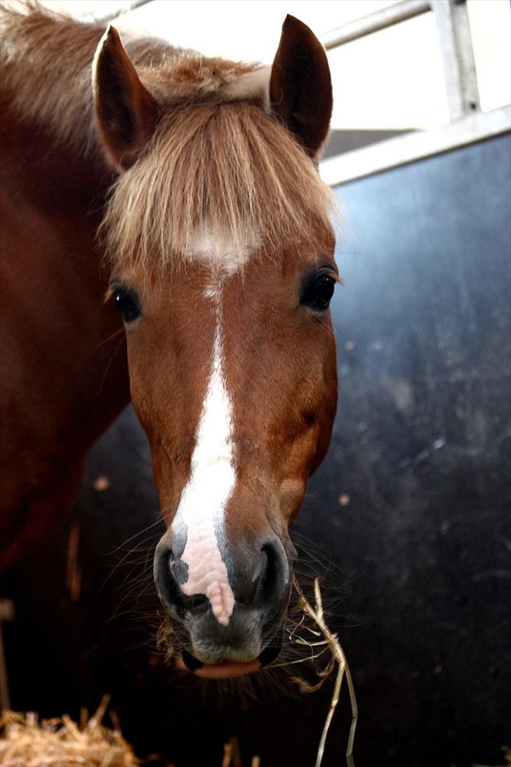 Pinto Indy Girl *solgt* - *12 I bokse. Hun er så charmerende! :d Foto: Trine Dam  billede 12
