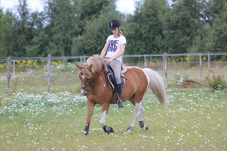 Pinto Indy Girl *solgt* - *15 SOMMERMAVE? Lidt tyk pony :i Foto: Tit Aamann/ Fotit  billede 15