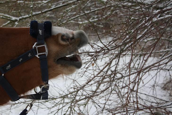 Pinto Indy Girl *solgt* - *16 Indy æder træet xD Fotograf: Cecilie  billede 16