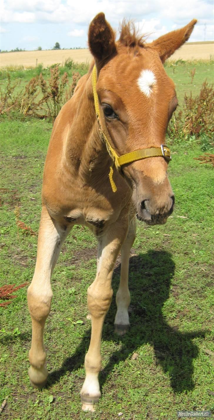 Anden særlig race DK Bjørnholts Allstar Søs<3 R.I.P - 13) taget af Karina billede 13