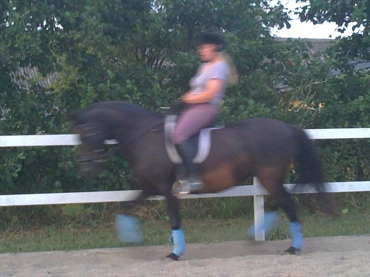 New Forest Gay Countess cantana - fint fint bare synd billedet er sløret billede 16