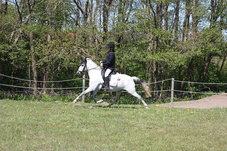 Welsh Partbred (Sec F) TofteKjærs Loralai {Tulle} *soglt* Du var bedst<3 - Spring stævne pilte ligepå den sidste i omspring men ellers var vi blevet nr. 2 hun var rigtig sød...<3 billede 4