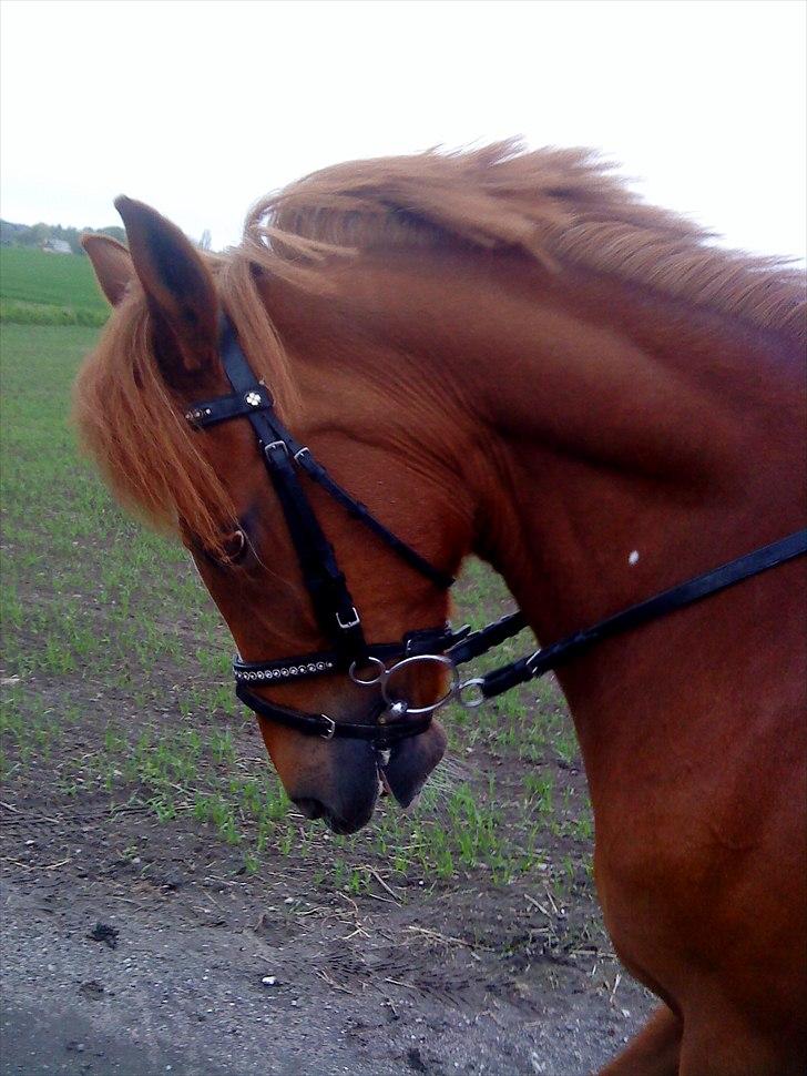 Anden særlig race - VEJGAARS LUCA<3 solgt til Sverige - VEJGAARDS LUCA<3 billede 1
