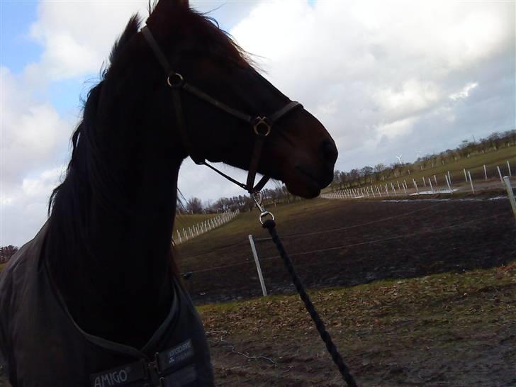 Traver over the gate billede 14