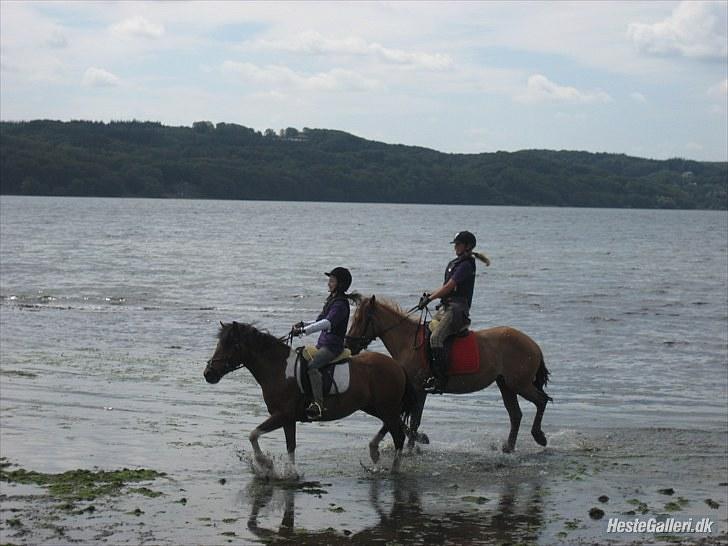 Anden særlig race Starlights Sascha :-* <3 Mit eventyr:-* - Mig, Mira, Sascha og Pynde til ridelejr ved stranden <3 .. Foto: Dorrit.. billede 3