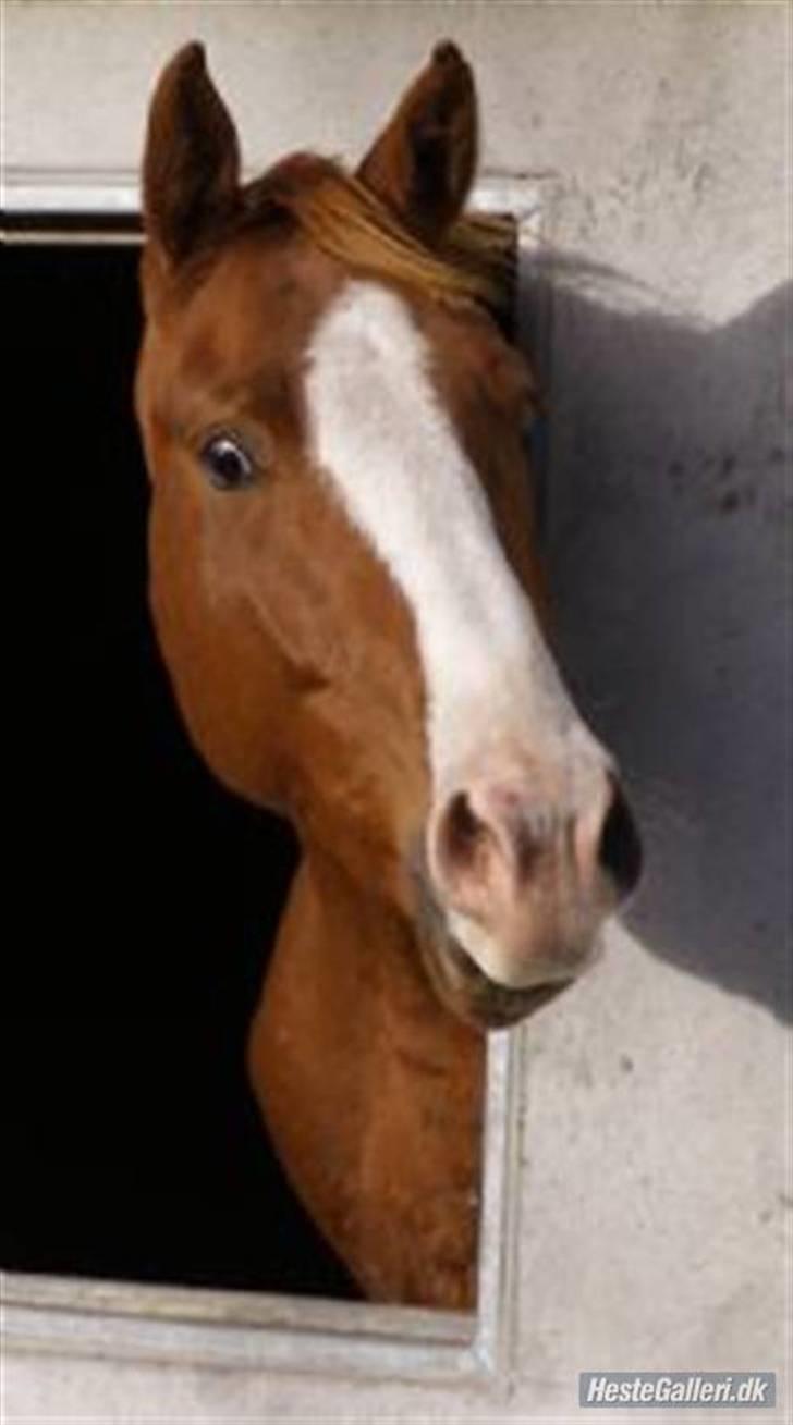 Dansk Varmblod Debutant  - Velkommen dette er Debutant! <3 billede 1