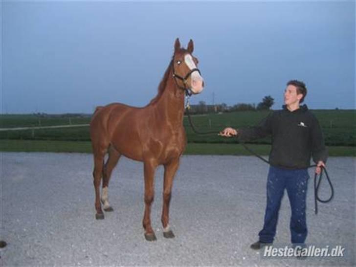 Dansk Varmblod Debutant  - Billed venligst lånt af tidligere ejer. billede 2