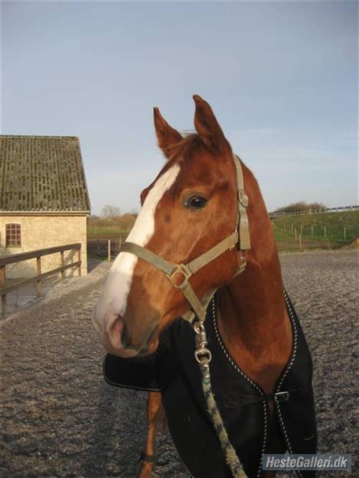 Dansk Varmblod Debutant  - Billed venligst lånt af tidligere ejer. billede 3