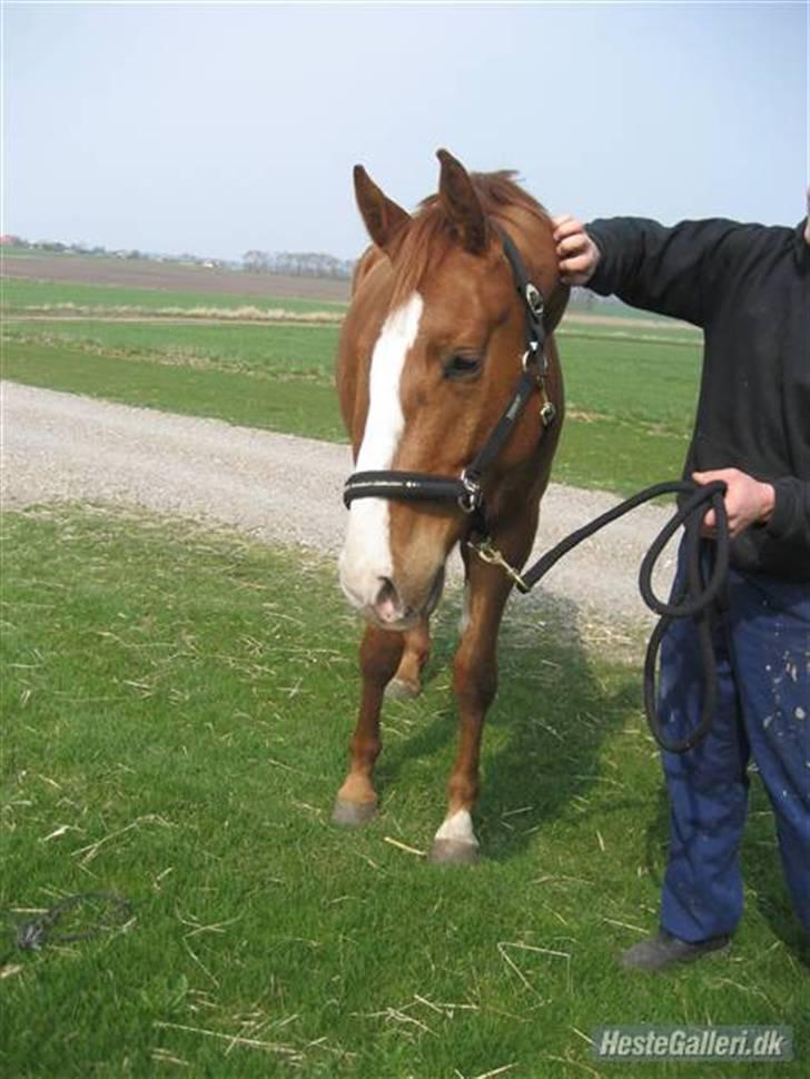 Dansk Varmblod Debutant  - Billed venligst lånt af tidligere ejer. billede 4