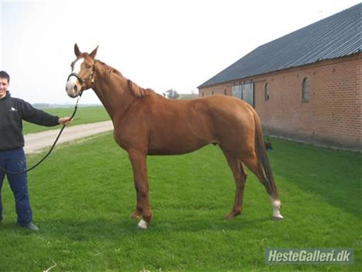 Dansk Varmblod Debutant  - Billed venligst lånt af tidligere ejer. billede 5