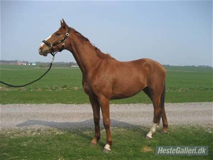 Dansk Varmblod Debutant  - Billed venligst lånt af tidligere ejer. billede 6