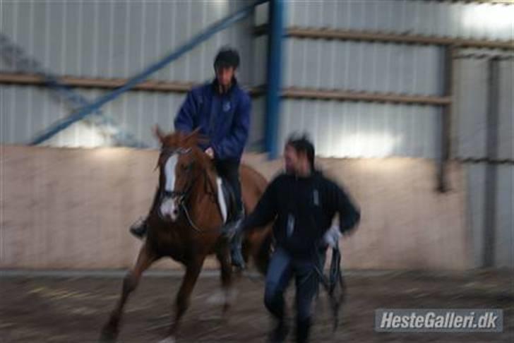 Dansk Varmblod Debutant  - Billed venligst lånt af tidligere ejer - Under rytter førstegang billede 7