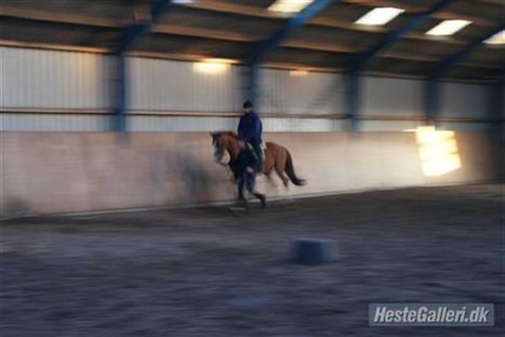 Dansk Varmblod Debutant  - Billed venligst lånt af tidligere ejer - Under rytter førstegang billede 8