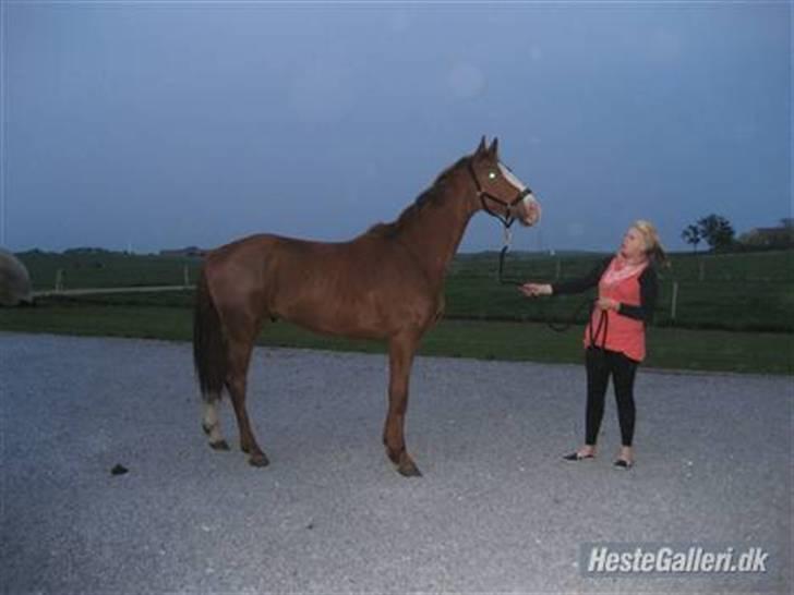 Dansk Varmblod Debutant  - Billed venligst lånt af tidligere ejer. billede 9