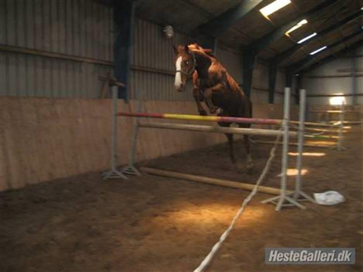 Dansk Varmblod Debutant  - Billed venligst lånt af tidligere ejer - Løsspringning 120 cm. billede 10