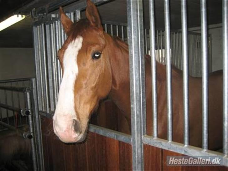 Dansk Varmblod Debutant  - Billed venligst lånt af tidligere ejer. billede 11