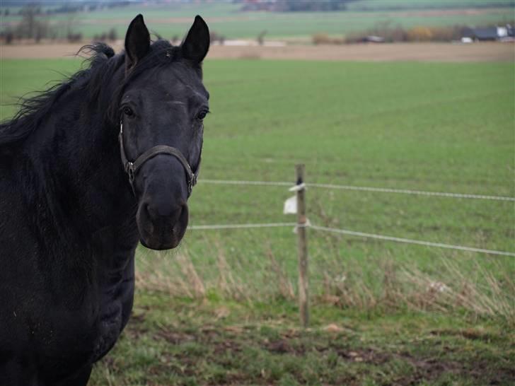 Knabstrupper Loke billede 1