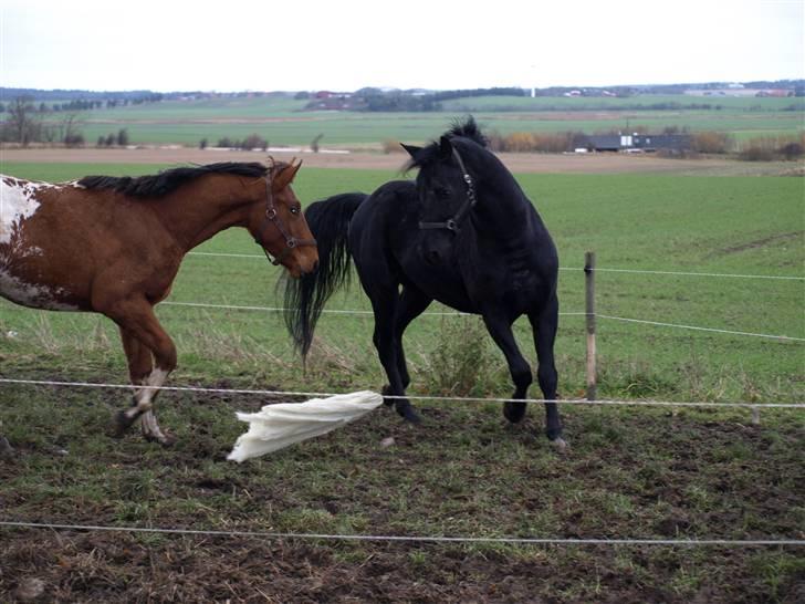 Knabstrupper Loke billede 2