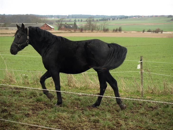 Knabstrupper Loke billede 3