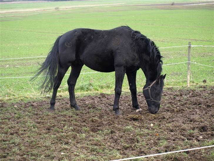 Knabstrupper Loke billede 4